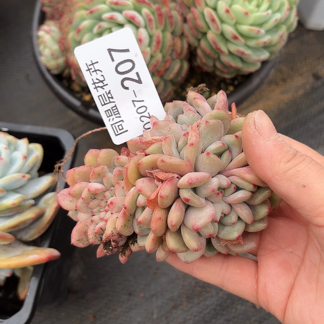 同温层多肉艾莉儿缀207