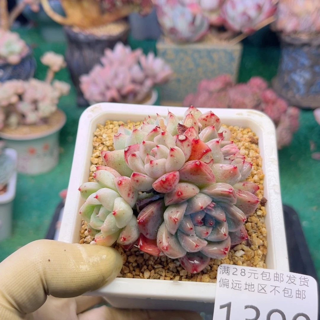 大1390:）x b x b v j n k