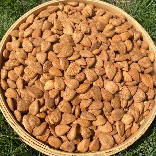 【杨老妹】山货杏-----仁250克 农产品。平时可搭配枸杞