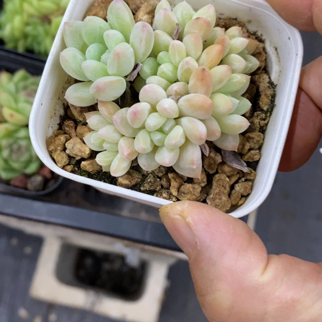 精品多肉一物一拍不包整246