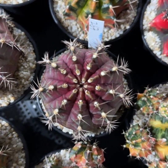 267-0121泰国发货多肉