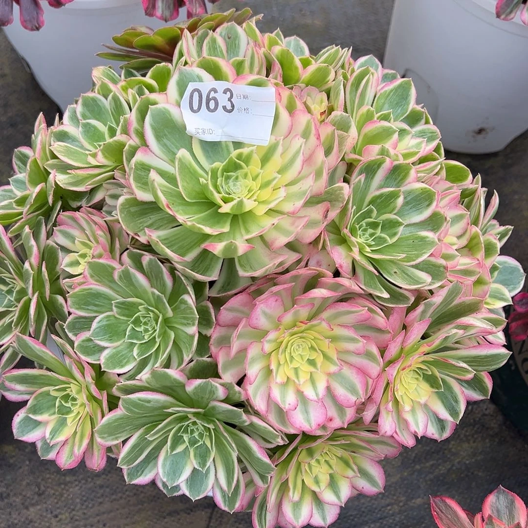 063海王多肉植物法师