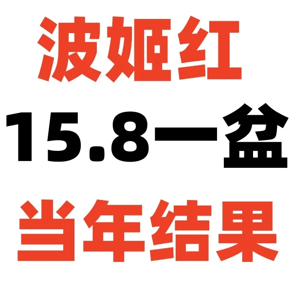 波姬红老庄 原盆原土发货 当年结果,一个月内死亡包售后