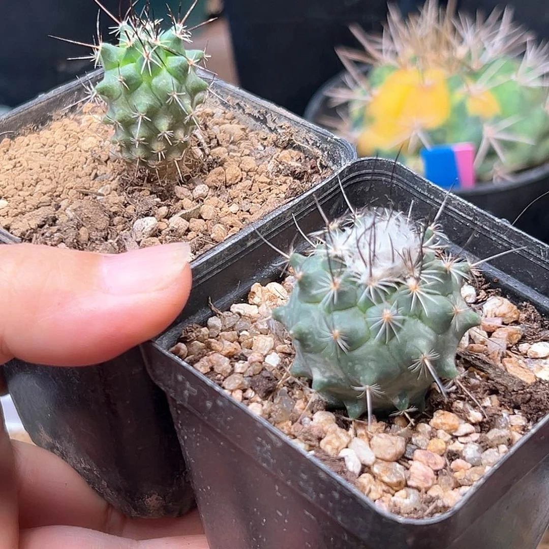 无花朵娇丽实生球2颗