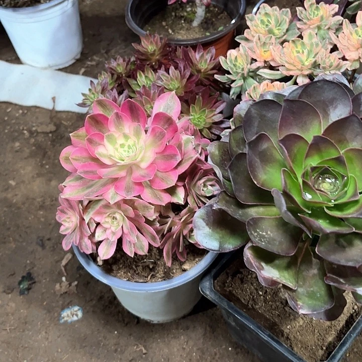 Y***M多肉植物法师6颗98