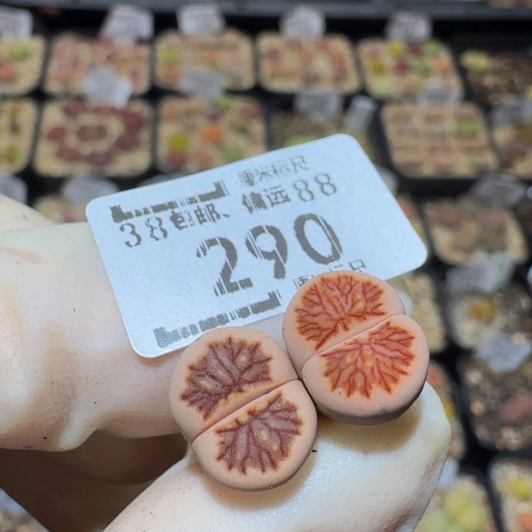 Ssss生石花肉锥290