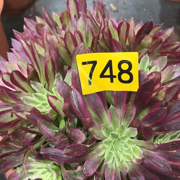 多肉植物福利来748