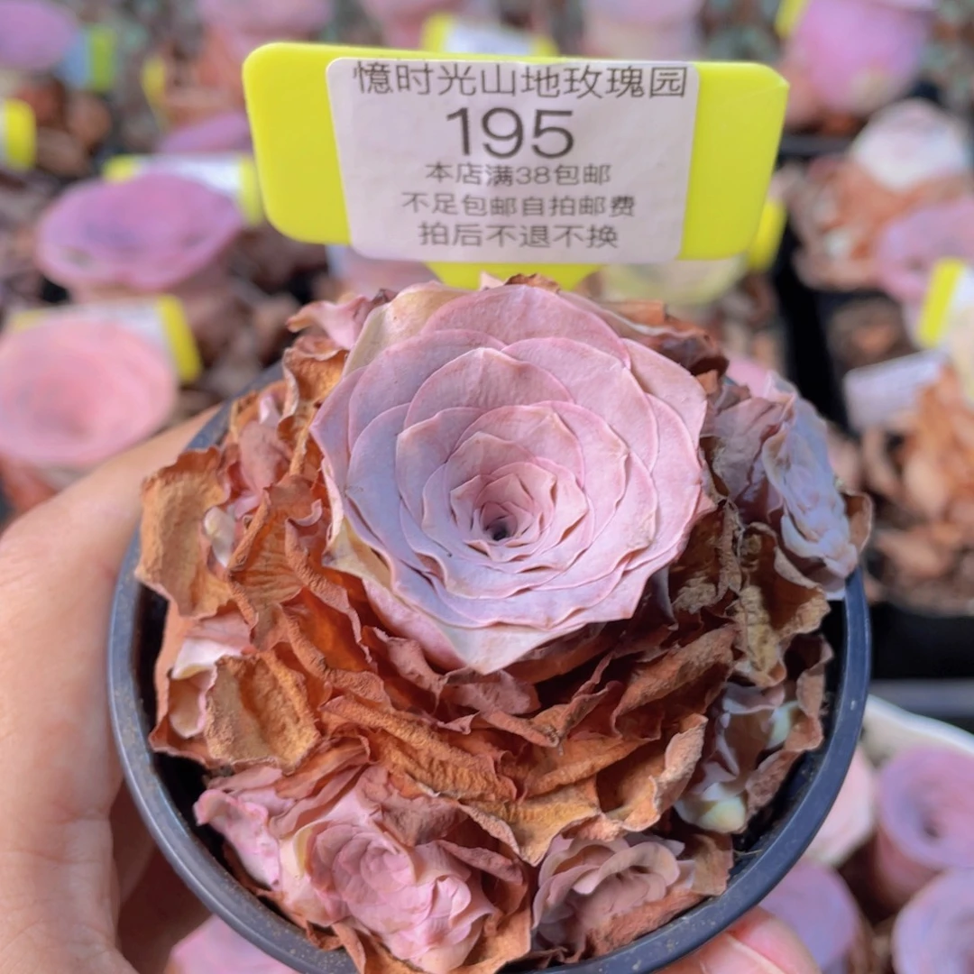 不知名福利195一物一拍