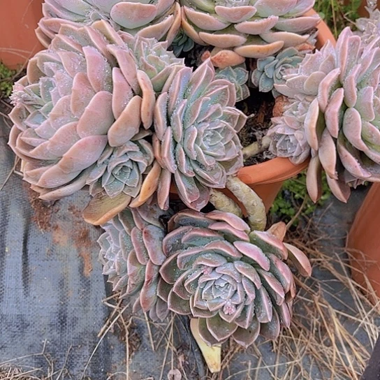 多肉植物。。。。？哈利