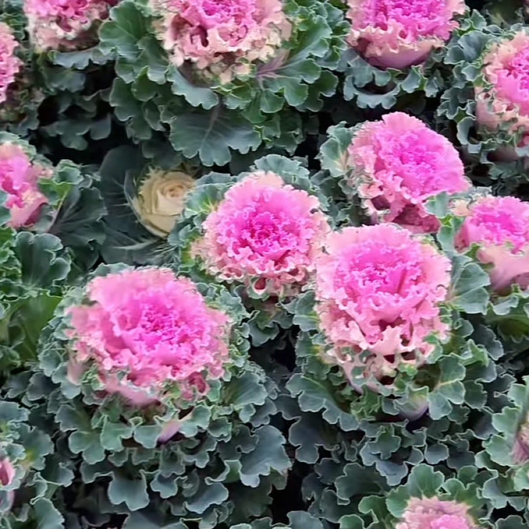 羽衣甘蓝多头可地栽盆栽适合庭院阳台的观赏植物