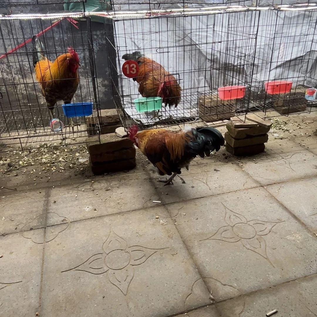 常温保存一个半月中国大陆包装