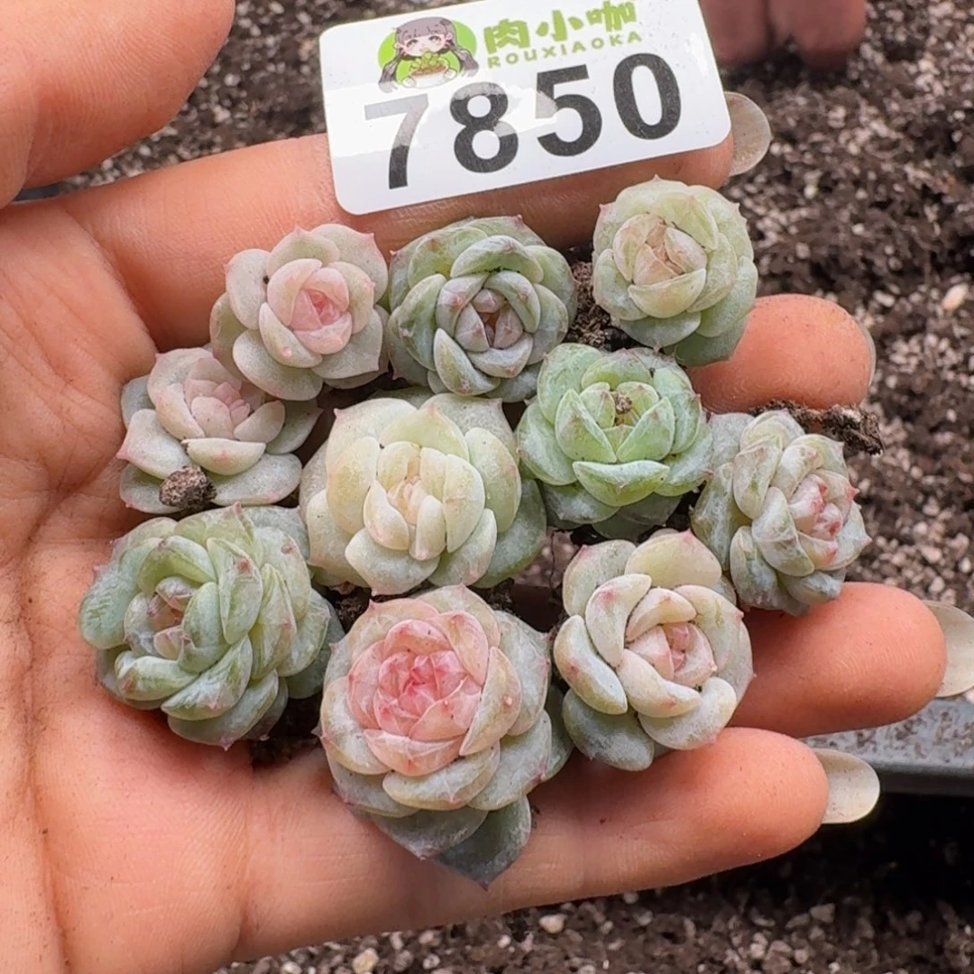 多肉植物多肉植物