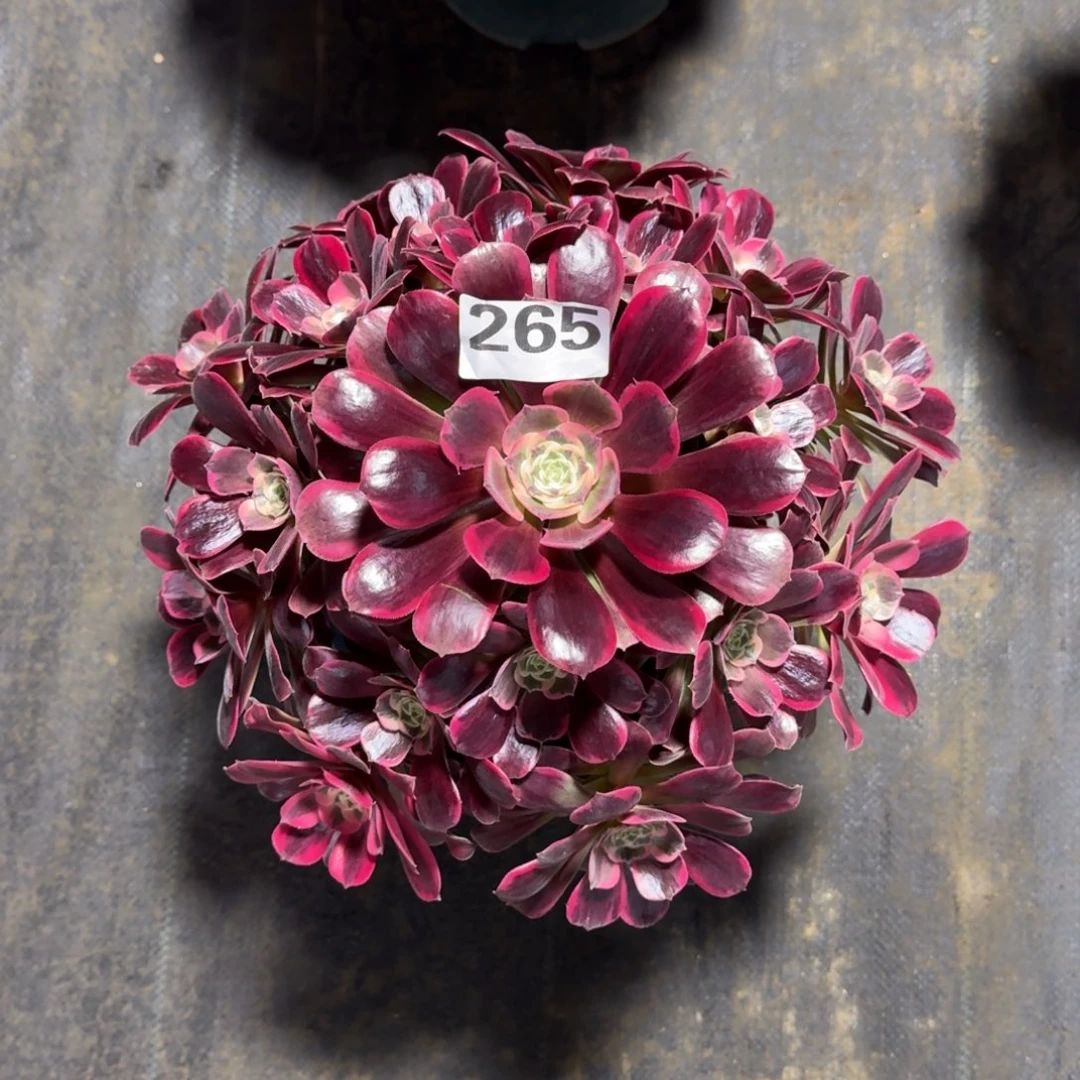 大*265！凤冠法师多肉植物