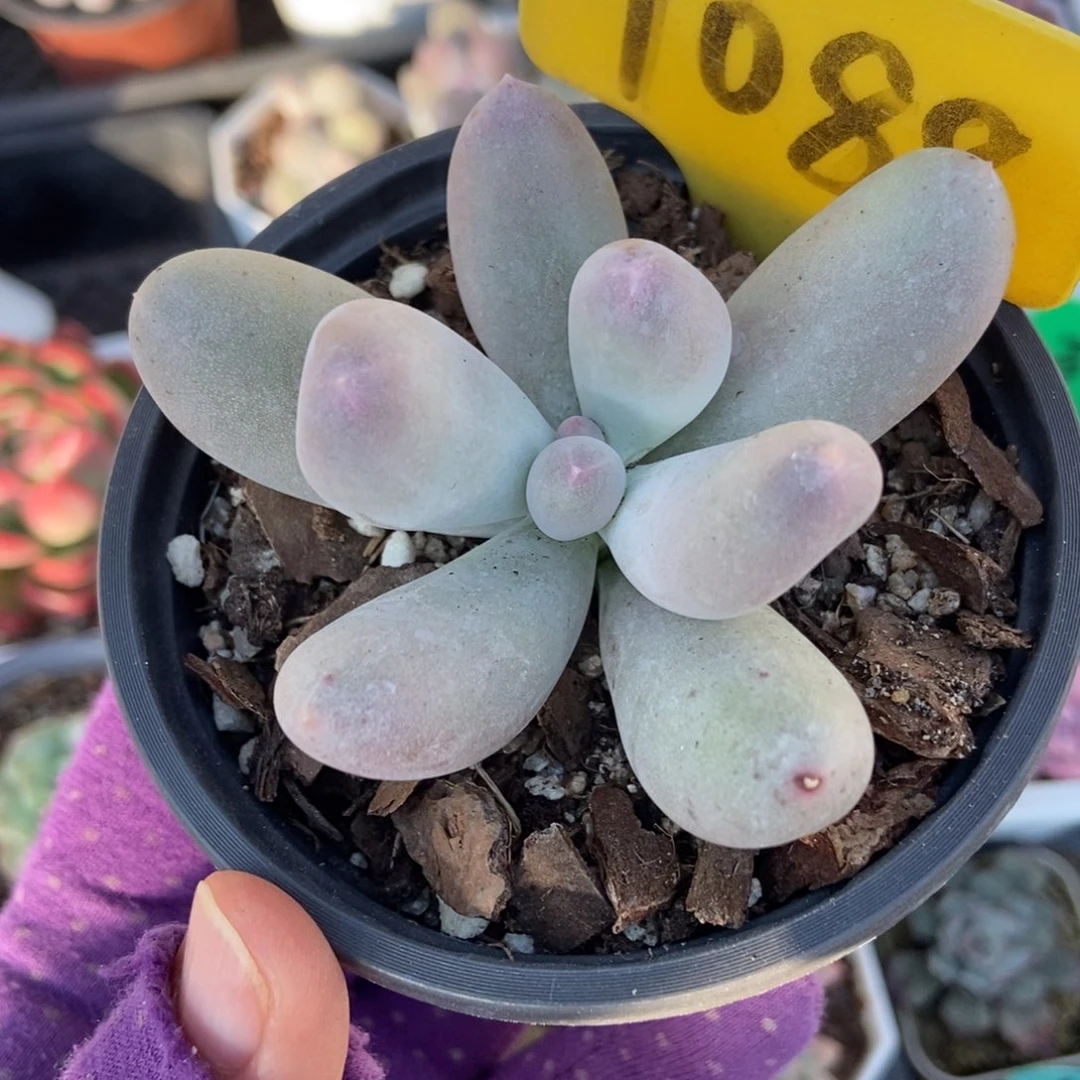 1088米可奶多肉植物