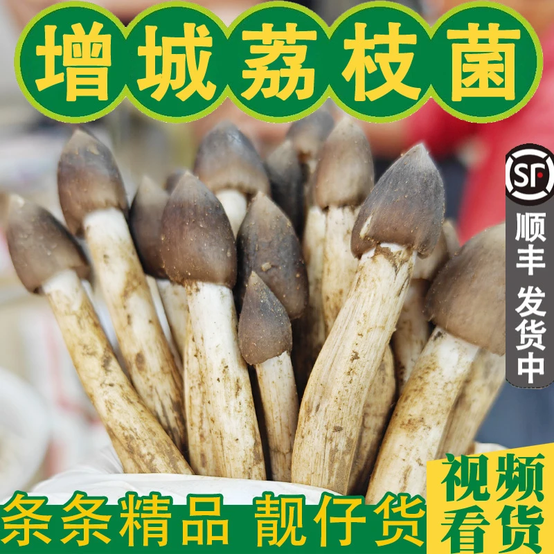 （增城野生荔枝菌）五月菇 夏至菇 鸡枞菌 鸡肉春 当天采挖1斤顺丰