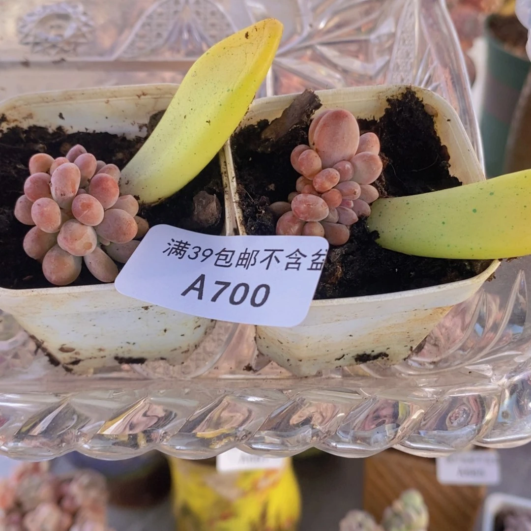 芒果奶2棵700多肉植物