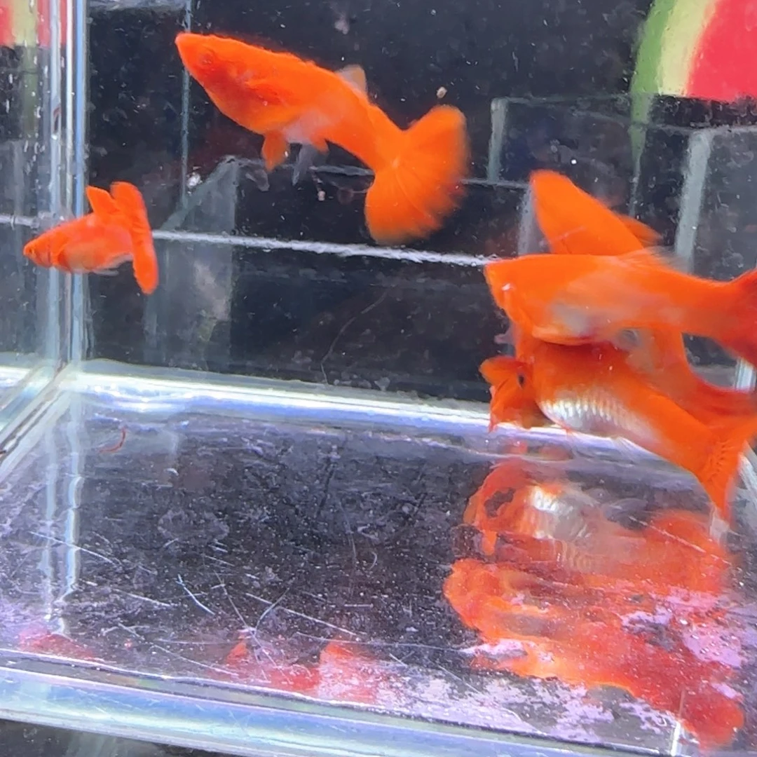 孔雀鱼鸿运分水6条
