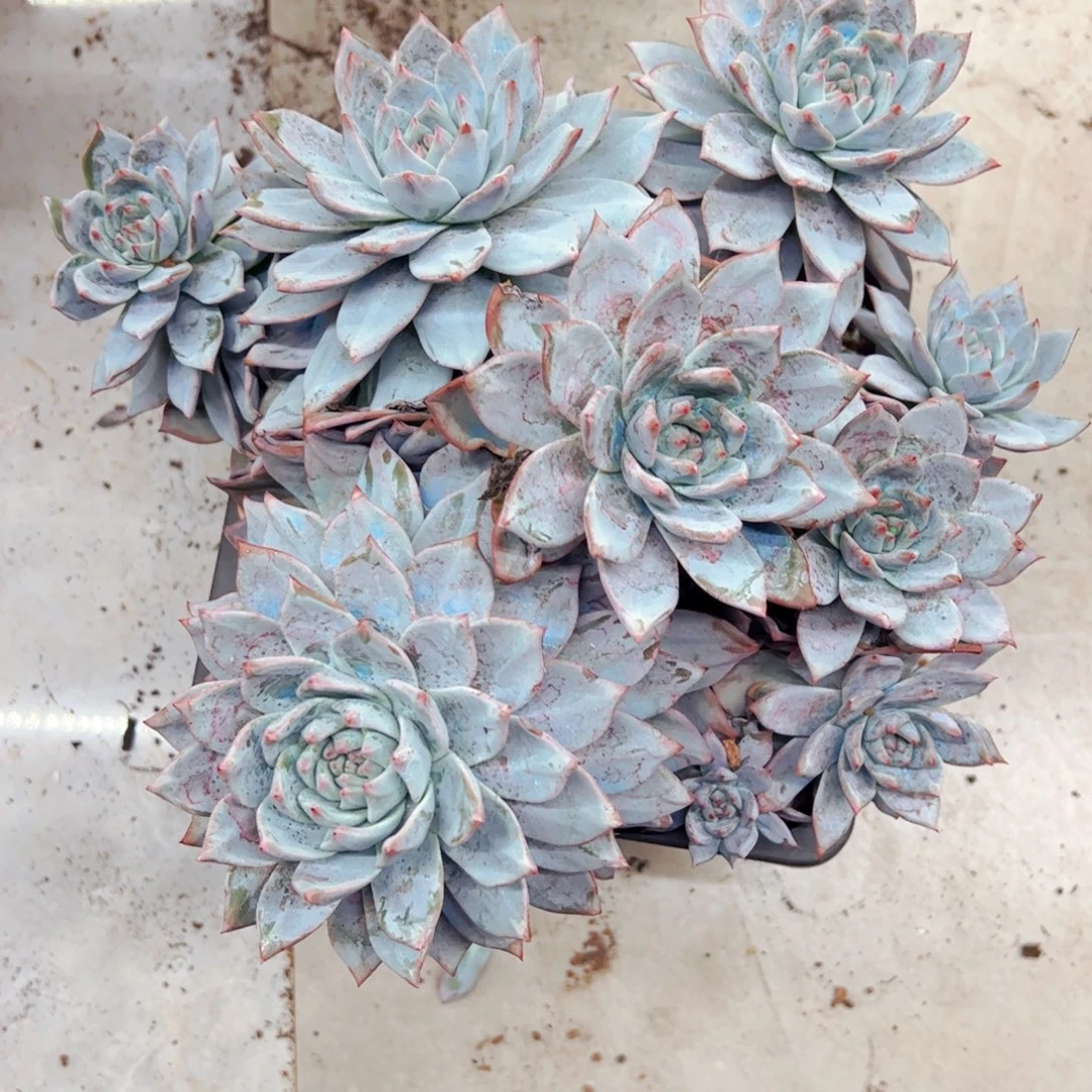 胡***花多肉鸟绿植盆栽肉