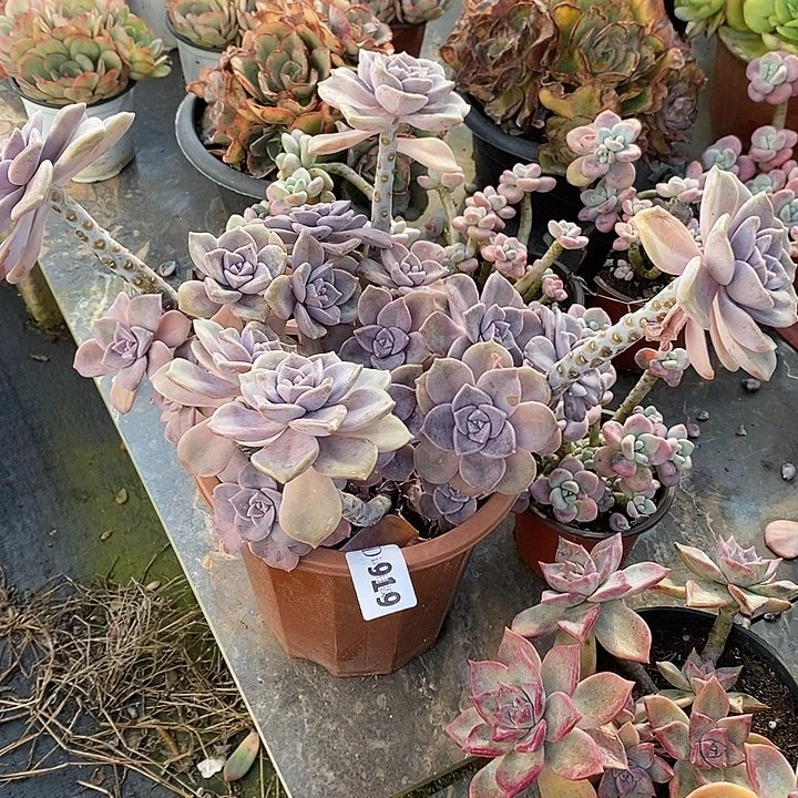 迷***糊919紫乐多肉植物多肉