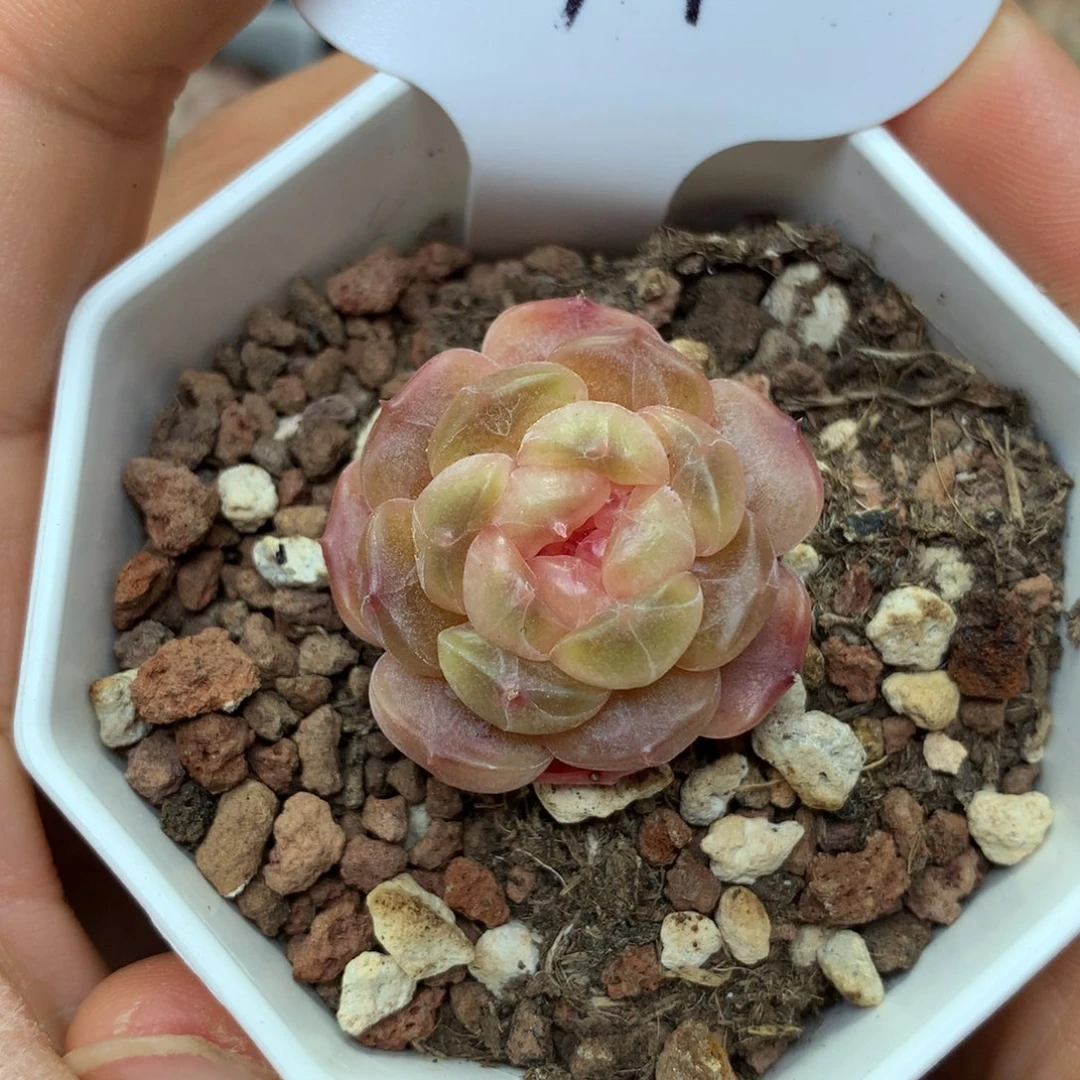 白色恋人单头4972多肉