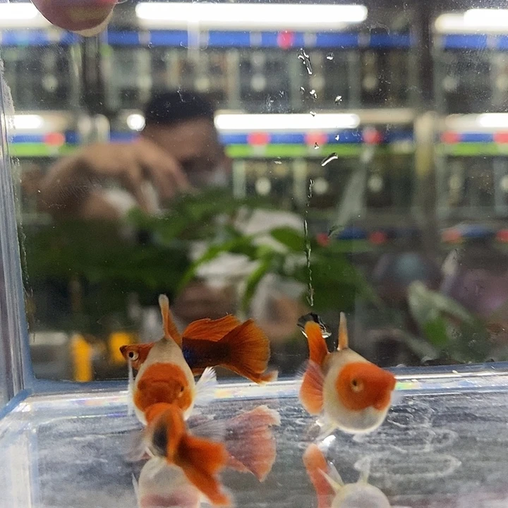 海水鱼蝶衣深海蓝满色球体两对