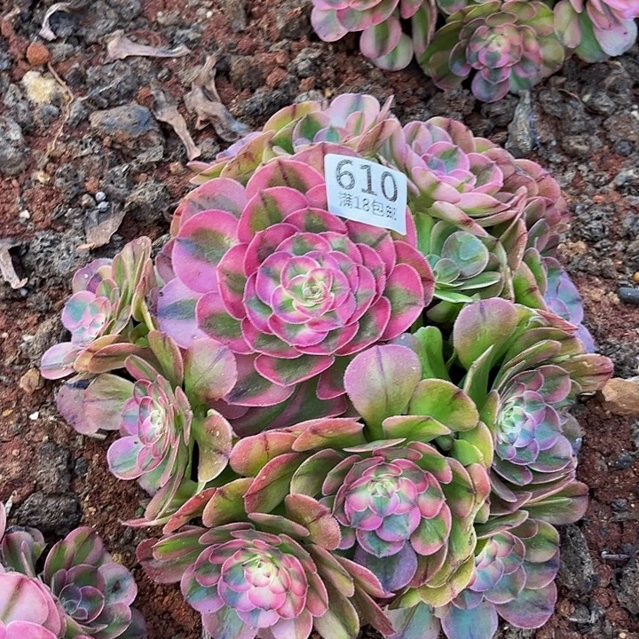 610荔枝朵朵无根发货