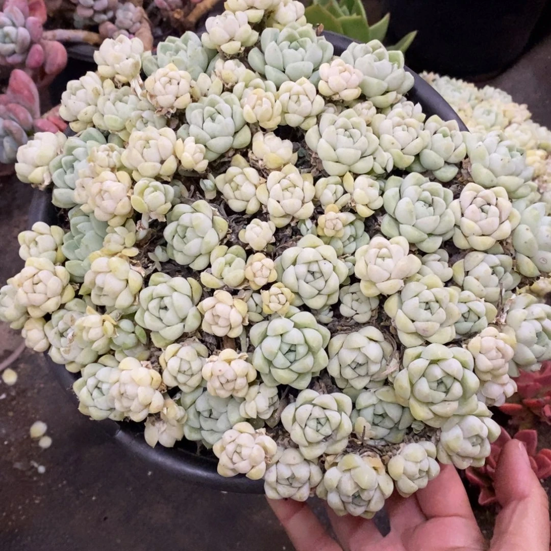 厚叶月影大盆整桩带盆土