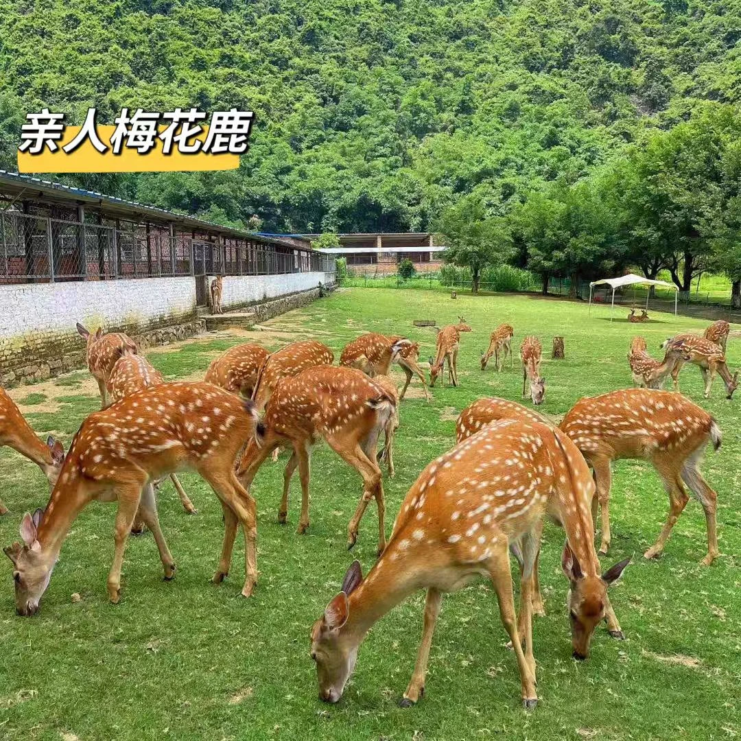 直播间改价专用链接  鹿茸枝 中国鹿乡