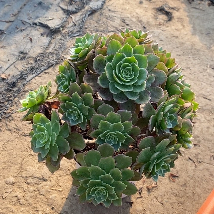 水蜜桃多肉植物58。