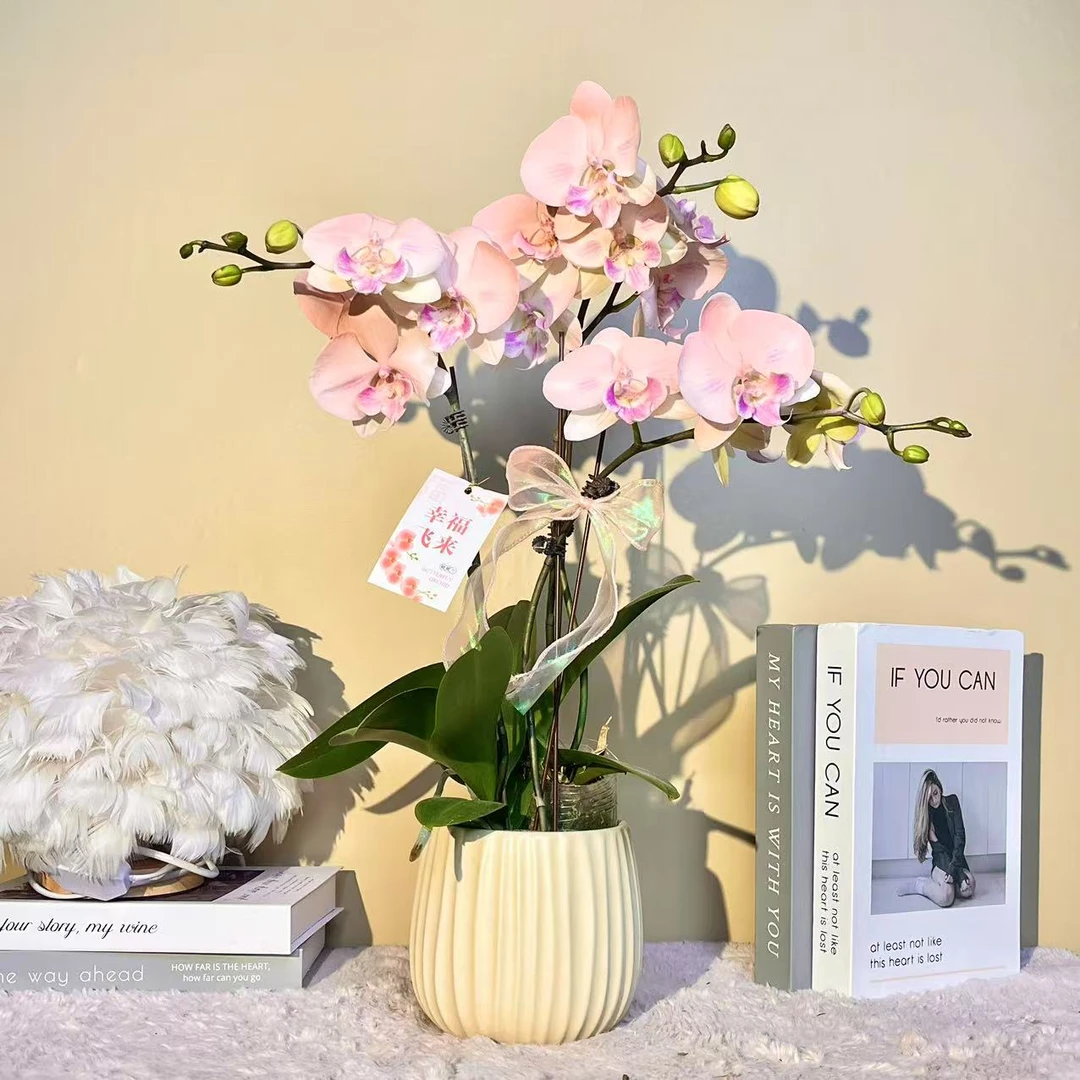 花掌柜   日月之光 年宵花   特殊工艺 蝴蝶兰植物上色 真花