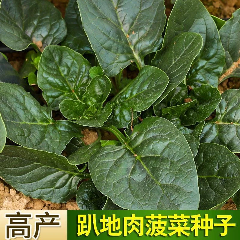 趴地菠菜种籽耐寒厚叶大叶菠菜种孑秋冬四季农家蔬菜种子阳台盆栽