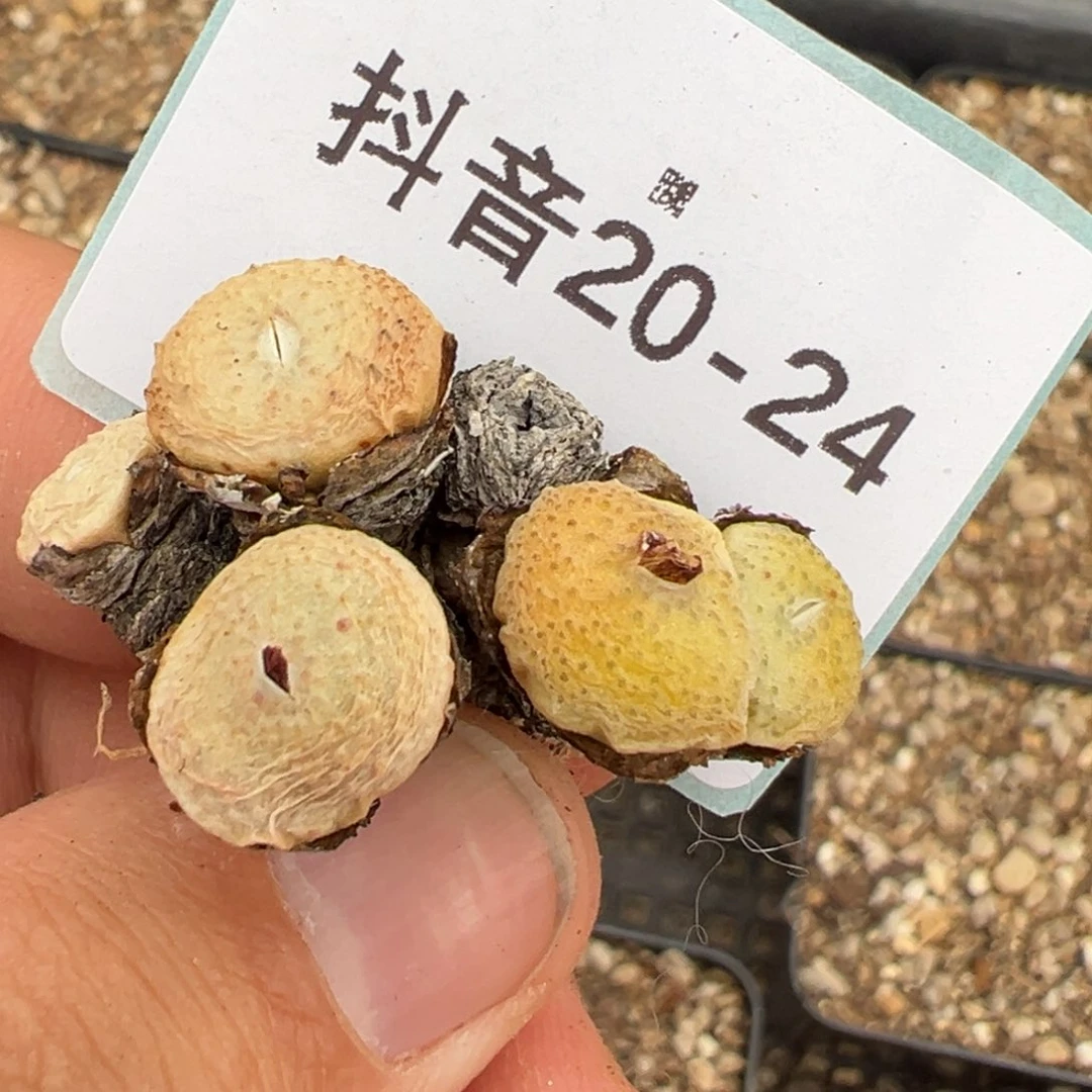 20-24肉锥多肉植物
