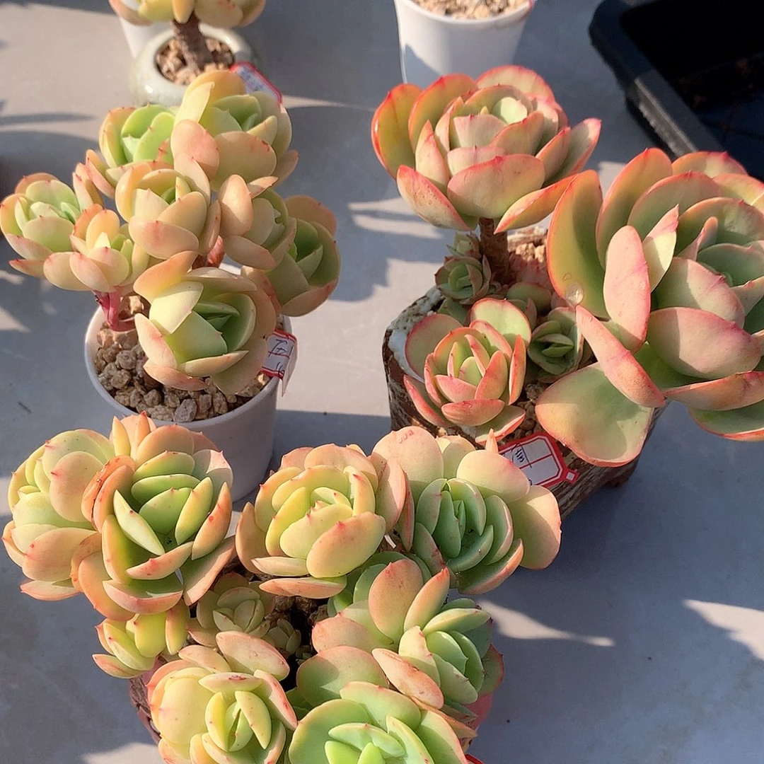 鸡蛋碧桃多肉三颗