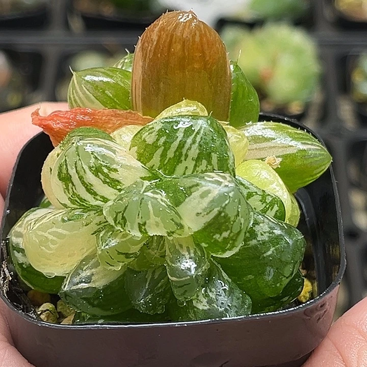 9多头大窗玛琳玉露锦