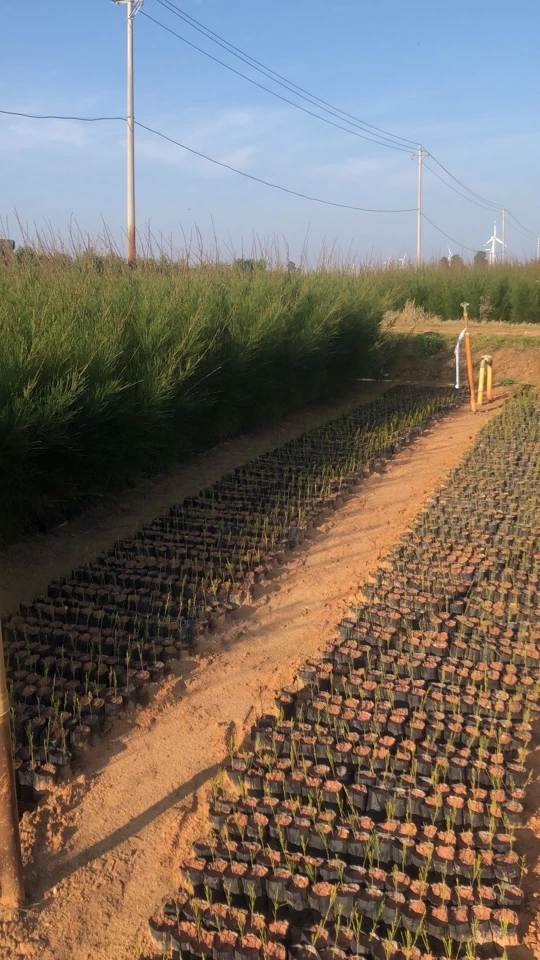 木麻黄苗驳骨树苗木麻黄球型五针松鲜切枝插花水养绿植圣诞节植物