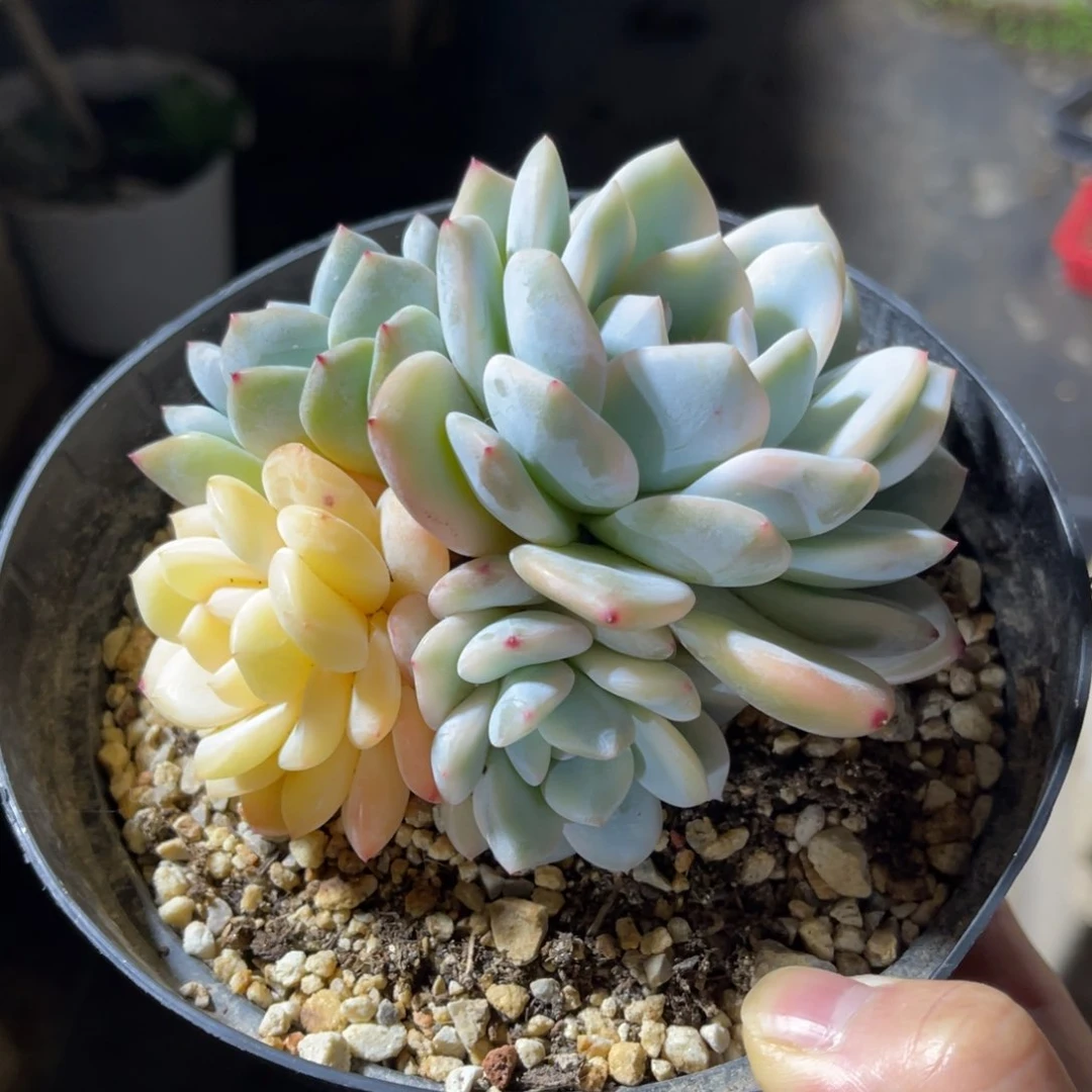 橙子锦一物一拍不支持退换