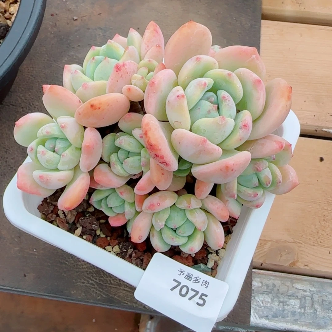 望舒，7075多肉植物