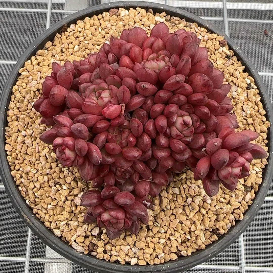 从前慢甄选多肉红宝石