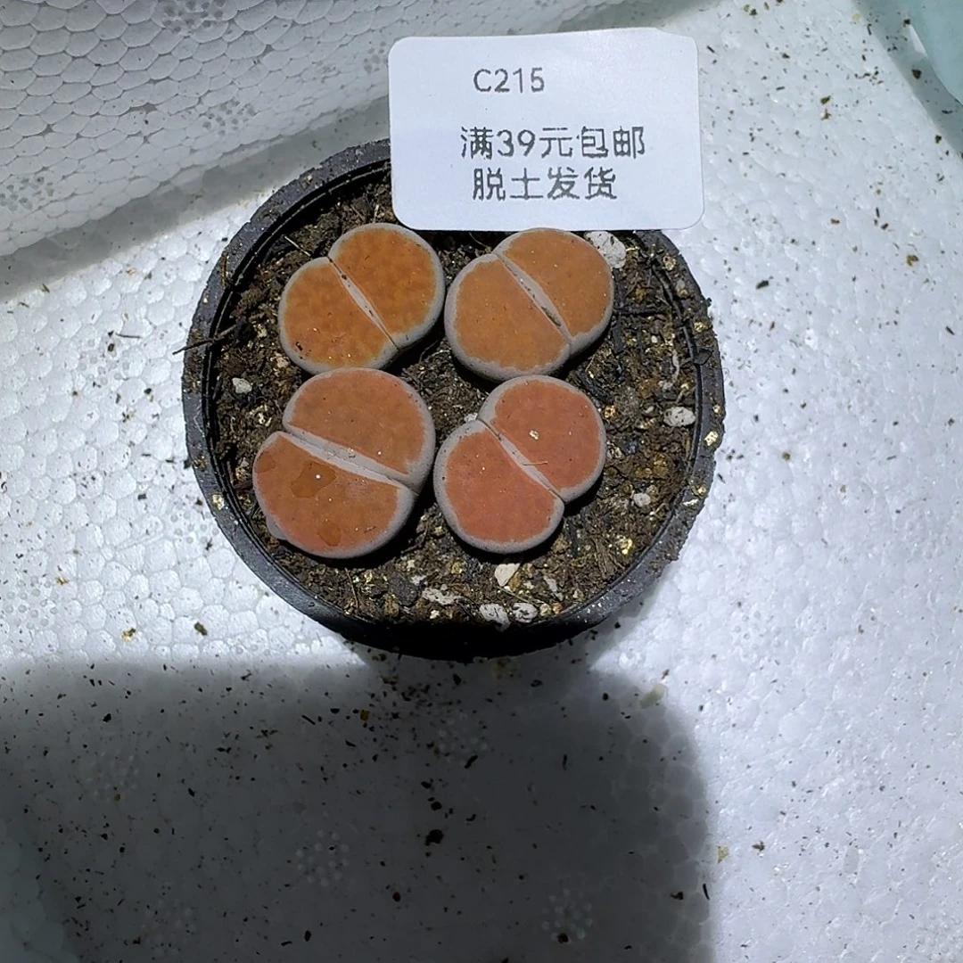215多肉哈哈哈哈哈哈哈