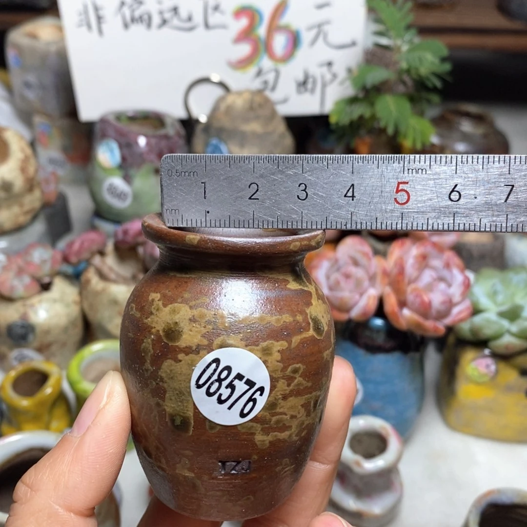 花盆拍5送一个小礼物