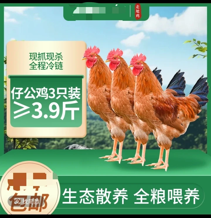 【散养童子鸡3只】正宗林间散养溜达纯粮喂养婆罗门鸡苗纯种特大种