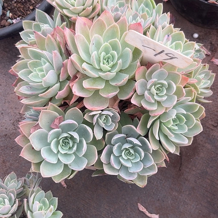 *****晨语多肉，一物一拍19