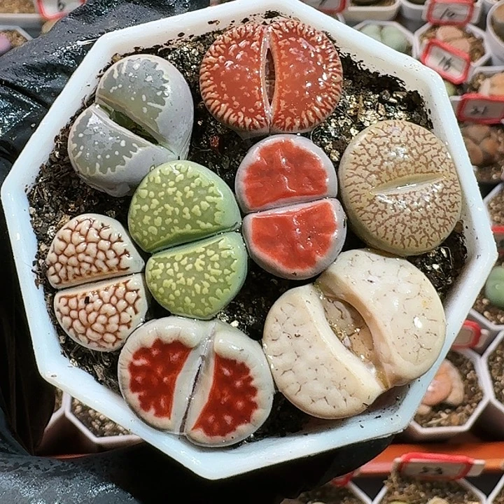 生石花124454。  210