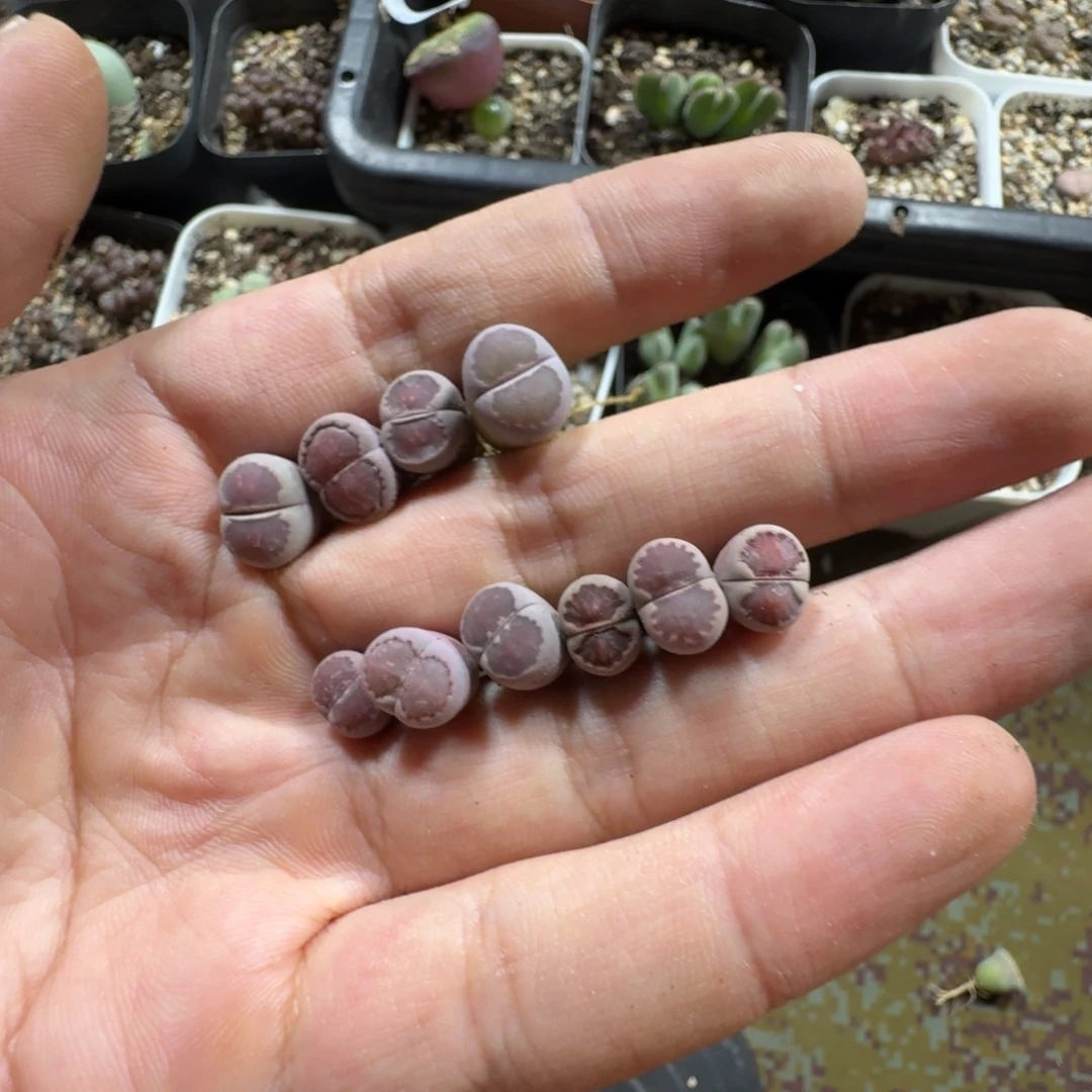 559。8颗紫贝壳两颗紫菊尺寸不大