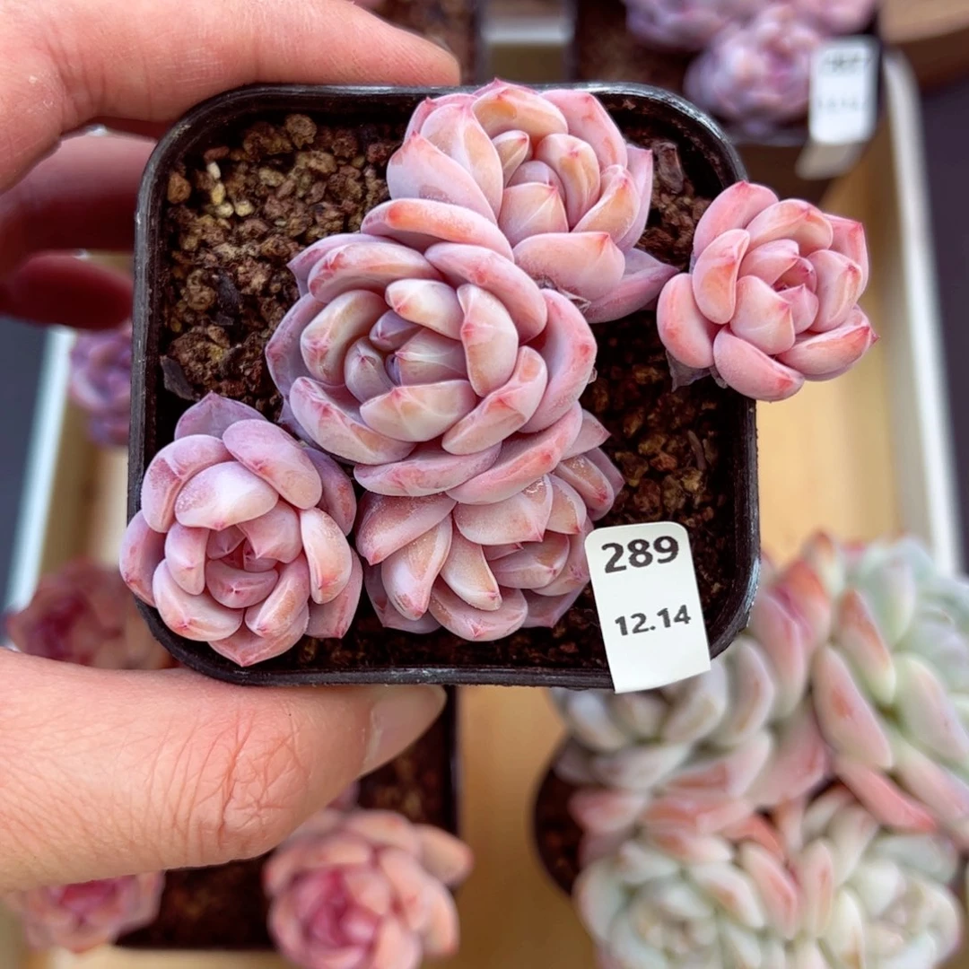 好好看289、哈哈哈哈哈