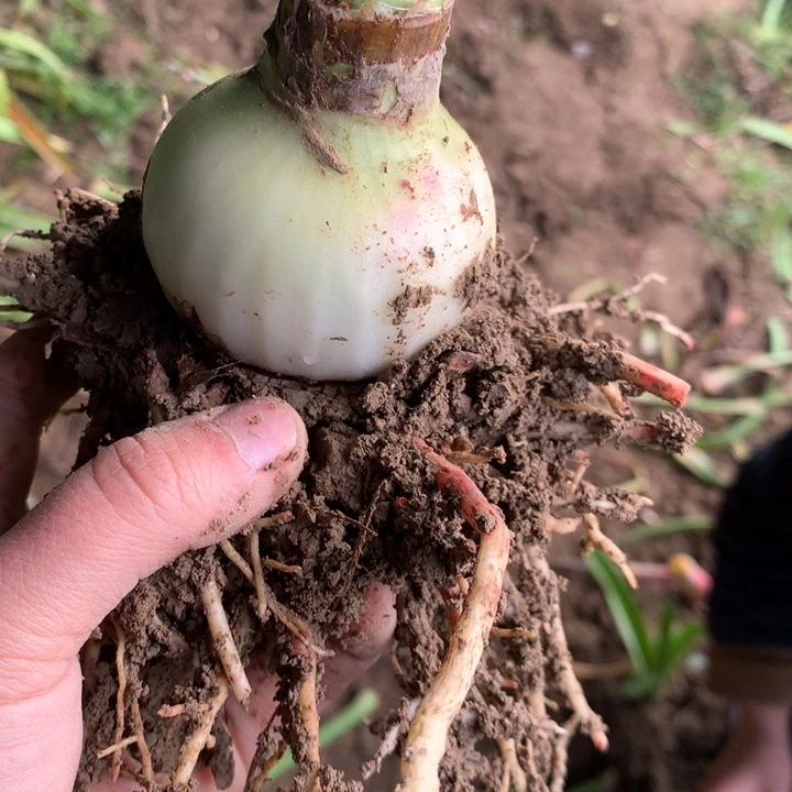 无花朵自育品5cm+