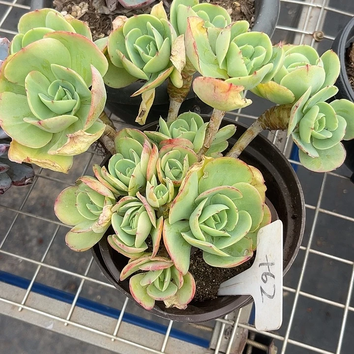 两单包邮，一物一拍碧桃62