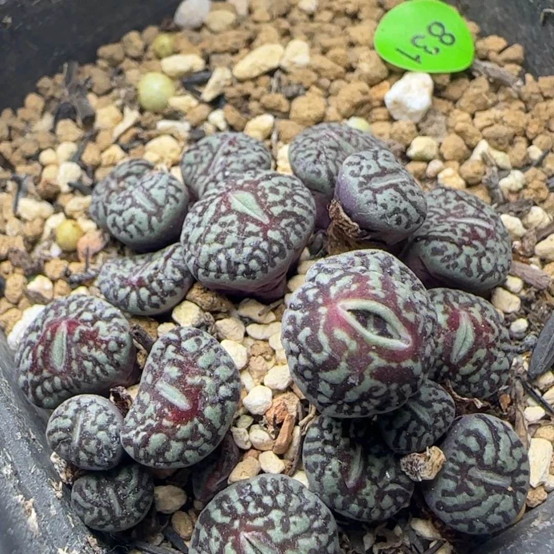 粗纹超墨群20头多肉831