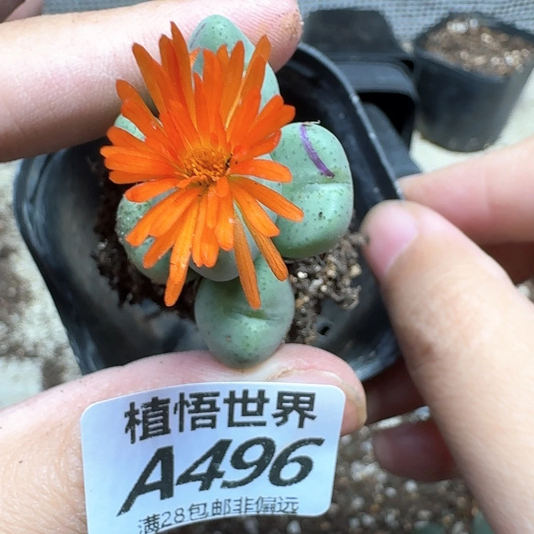 多肉植物的润泽fgg