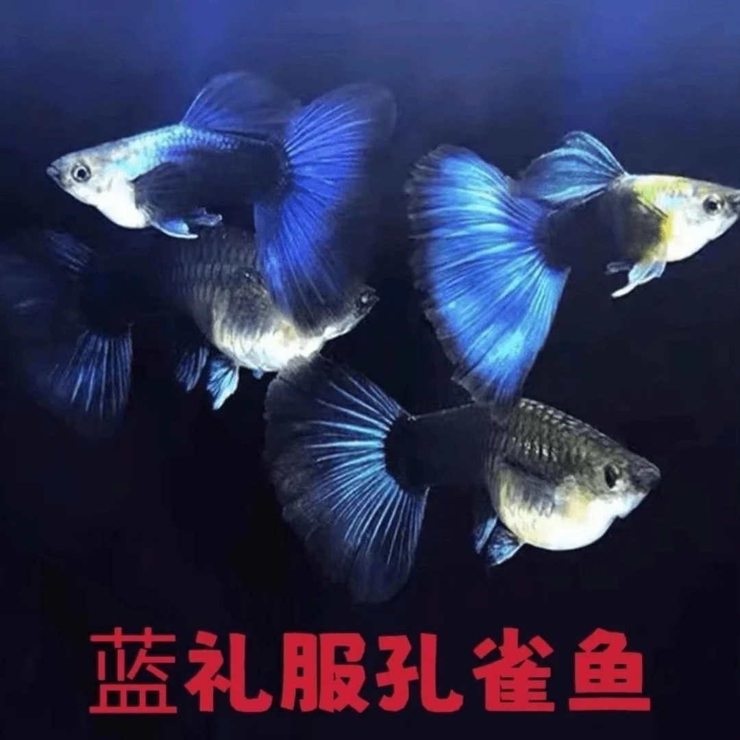精品蓝礼服种鱼公母搭对成年孔雀鱼6个月热带淡水胎生